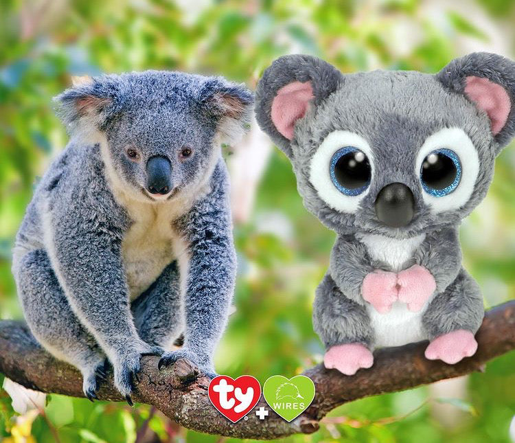 Beanie Boo's ケイティ(チャリティ品) (M)